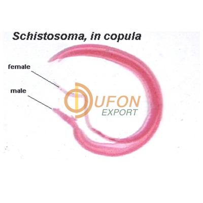 Schistosoma in Copula