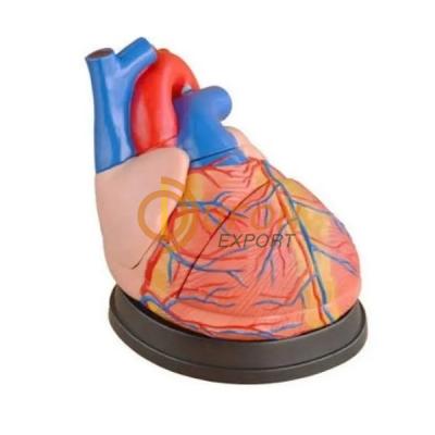 Jumbo Heart Model