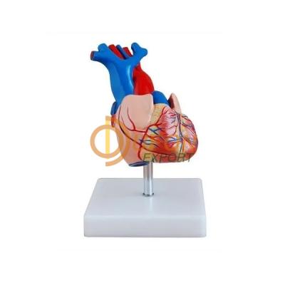 Heart Model Life Size