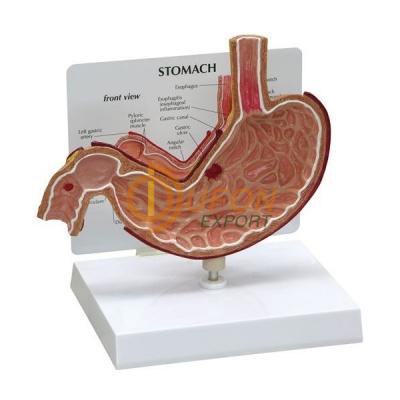 Stomach Model