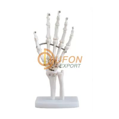 Hand Joint Model