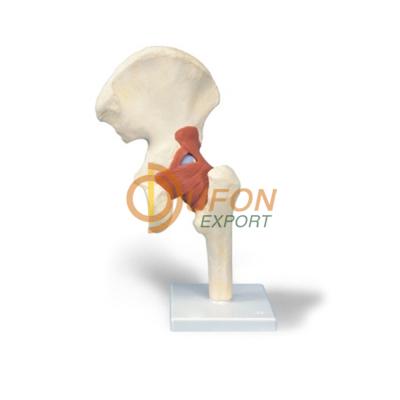 Deluxe Hip Joint Model