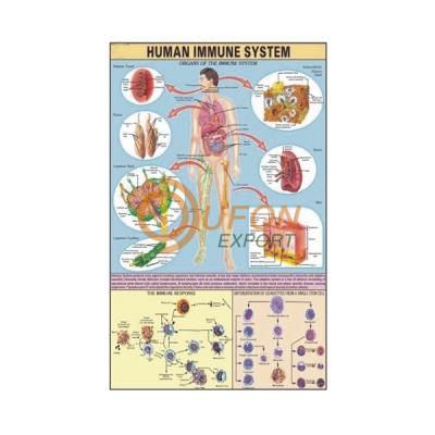 Human Immune System Chart