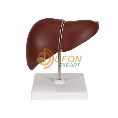 Liver Model