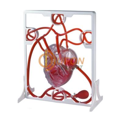 Pumping Heart Model