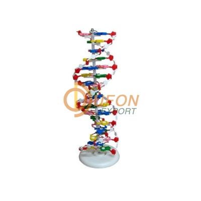 DNA Structure Model