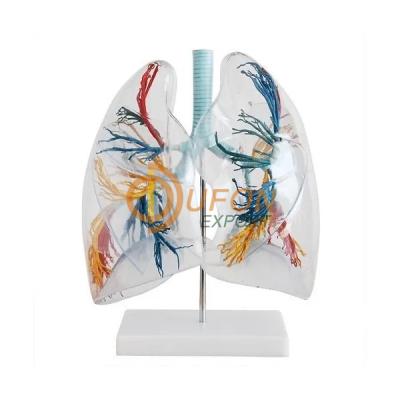 Transparent Lungs Segment Model