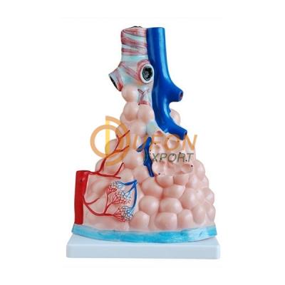 Magnified Pulmonary Alveoli Model