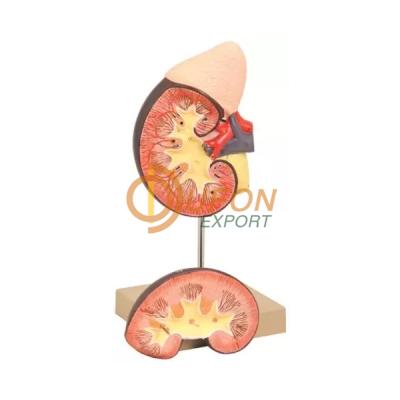 Human Kidney with Adrenal Gland