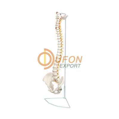 Fractured Spine Model