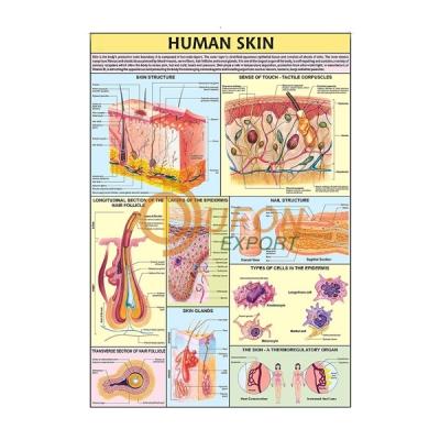 Human Skin Chart