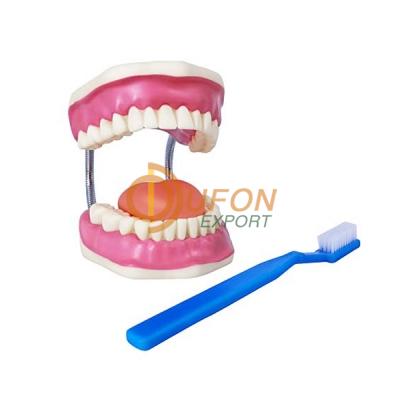 Tooth Hygiene Set model and dental care model with brush