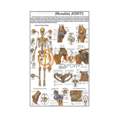 Movable Joints Chart