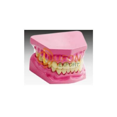 Dental Model Small