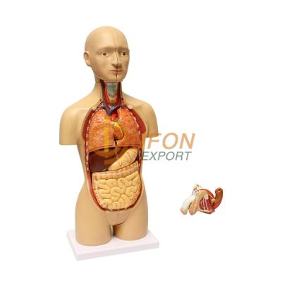 Human Body Anatomy Model