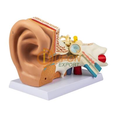 Ear Anatomy Model