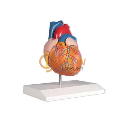 Heart Anatomy Model