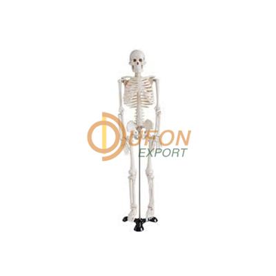 Transparent Human Skeleton Tall 85cm