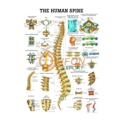 Human Spinal Cord Chart