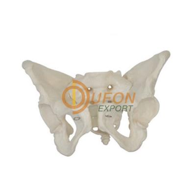 Pelvis Fracture Model