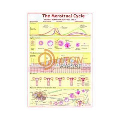 Menstrual Cycle Chart