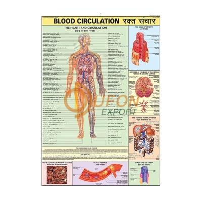 Blood Circulation Chart