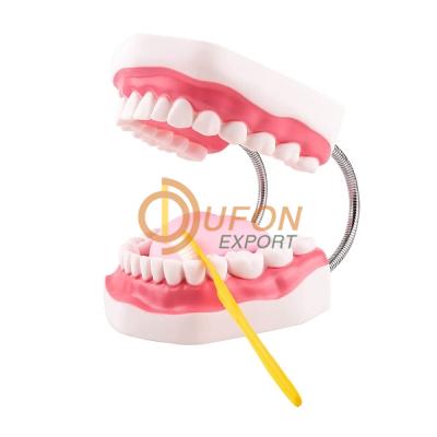 Small Teeth Model with Brush