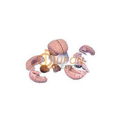 Life Size Brain Model 8 Part