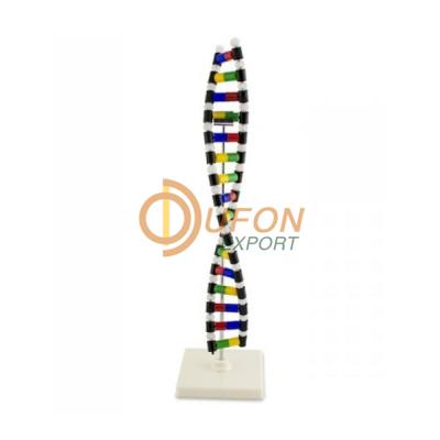 DNA Structure Simulation Kit Model