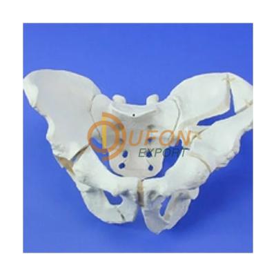 Fractured Pelvis Model