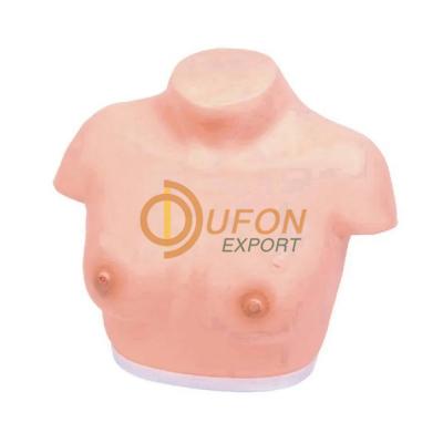 Breast Examination Model