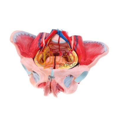 Pelvis With Nerves and Muscles Model