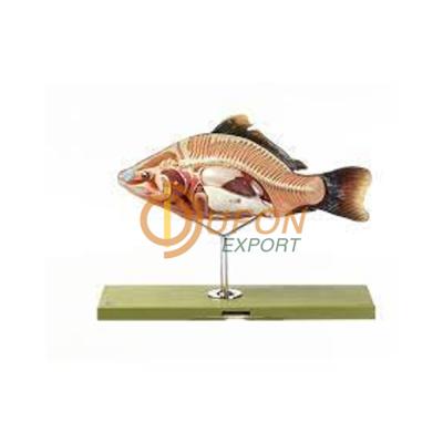 Boney Fish Model