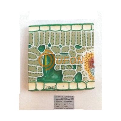 Leaf Model