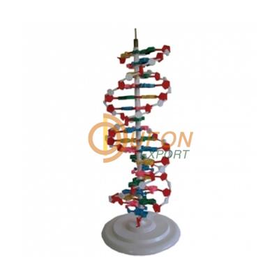 DNA Model Kenya