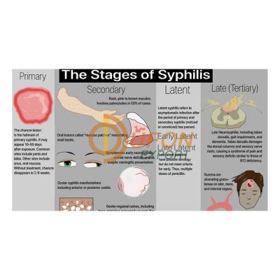 Primary Syphilis Model