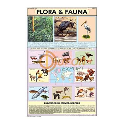 Flora and Fauna Chart