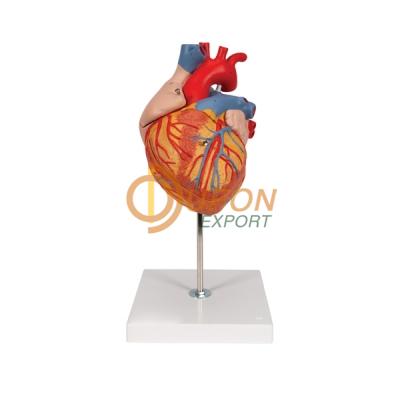 Heart With Arteries Models