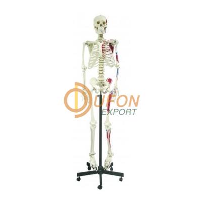 Human Skeleton Full Size with Thick Zip Dust Cover