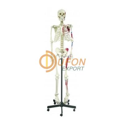 Human Skeleton Full Size with Thick Zip Dust Cover