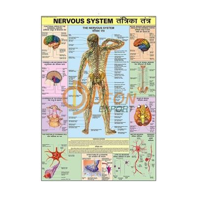 Nervous System Chart