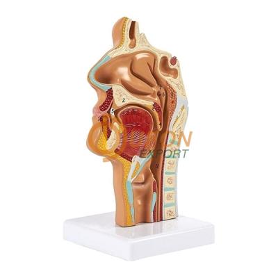 Nasal Cavity Model