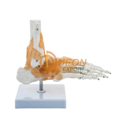 Human Foot Joint Model