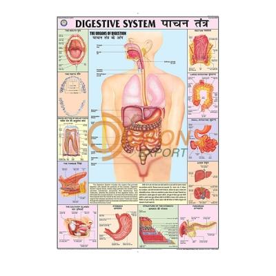 Digestive System Chart