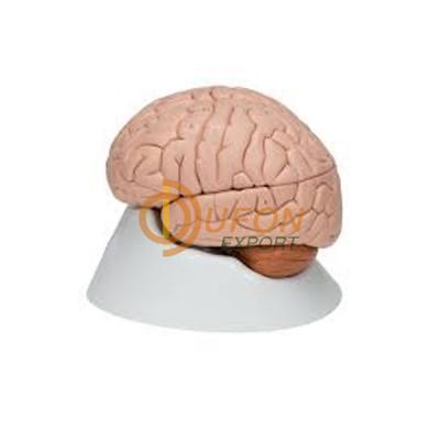 Human Brain Model