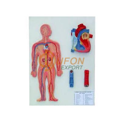 Human Circulatory System Model