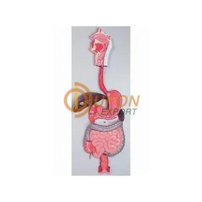 Human Digestive System Model