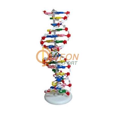 Human DNA Structure Model