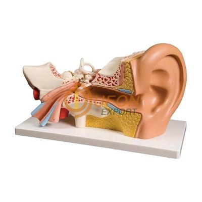 Human Ear Model