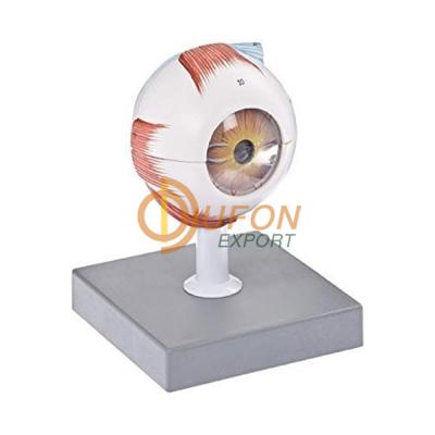 Human Eye Model